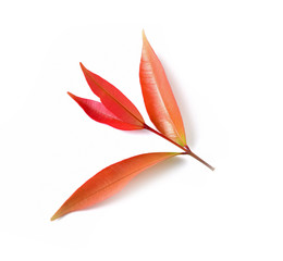 Red leaves isolated on white background