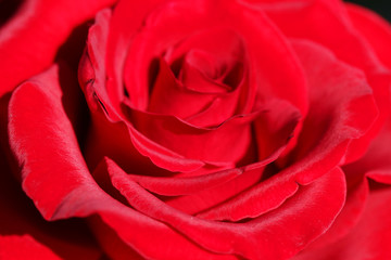 Beautiful pink rose in the garden