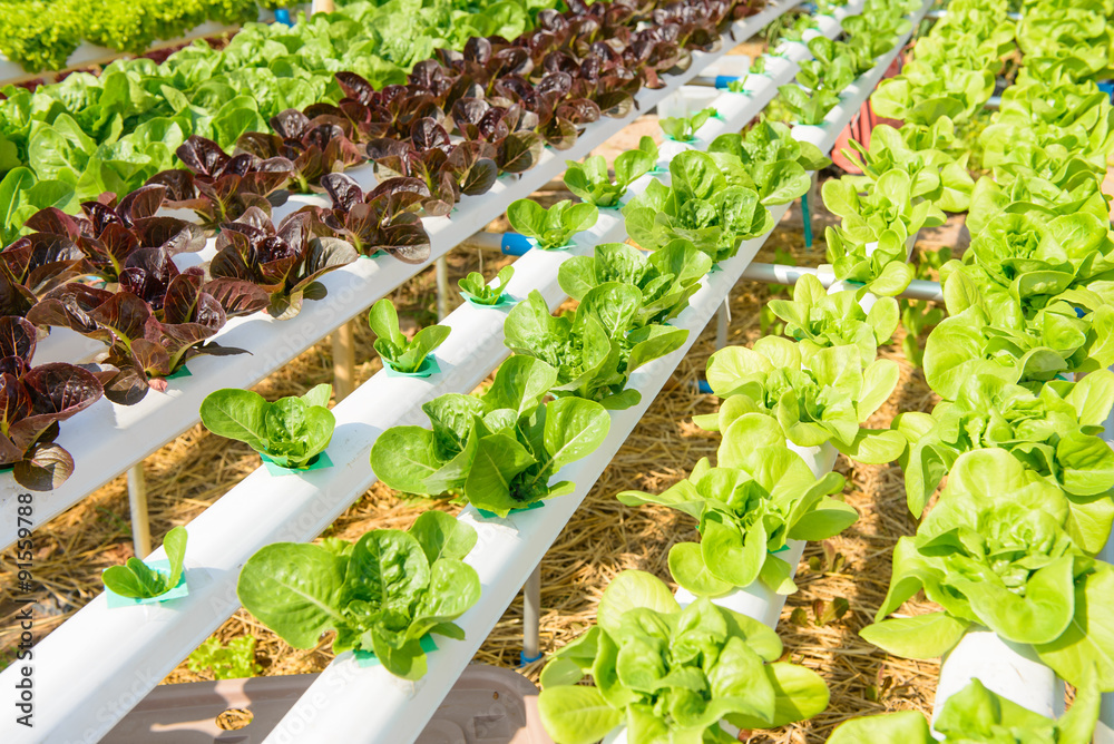 Wall mural organic hydroponic vegetable farm