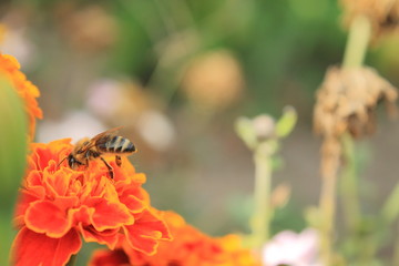 Bee on a marigold in the granny's garden 
