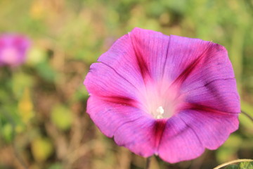 Violet petunias in the garden