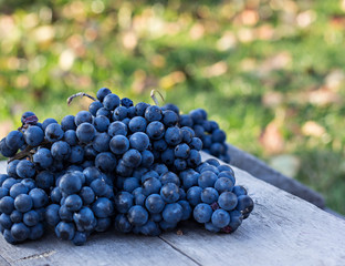 Bunches of dark grapes on a wooden table