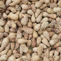 Background of pine cones. Seamless image