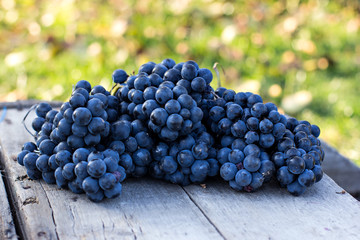 Bunches of dark grapes on a wooden table