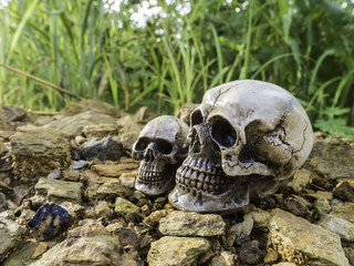 skull or skeleton of human photography