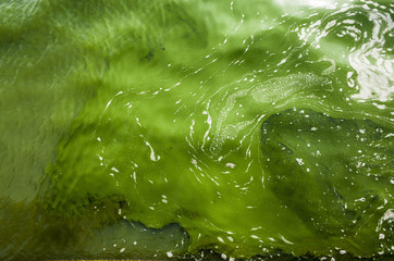 Blue-green algae
