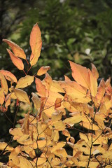 黄色く紅葉した葉