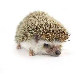 Hedgehog isolate on white background