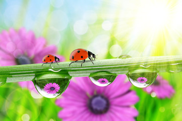 Flowers in the drops of dew on the green grass and ladybirds. 