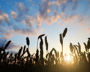 silhouette of a wheat field in sunset