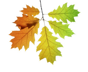 Fototapeta na wymiar Autumn leaves of oak tree isolated on white background
