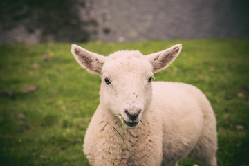 Obraz na płótnie Canvas Lamb in Neist Point fields, isle of Skye, Scotland