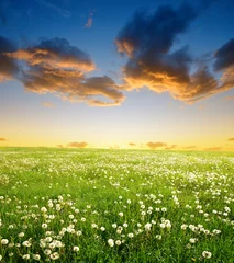 Photo sur Plexiglas Campagne Champ de pissenlits au coucher du soleil. Paysage de printemps.