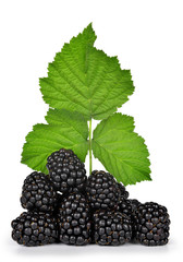 blackberries with green leaf isolated on white background