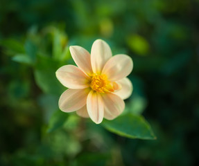 Cosmos flower. Selective focus with super shallow depth of field.