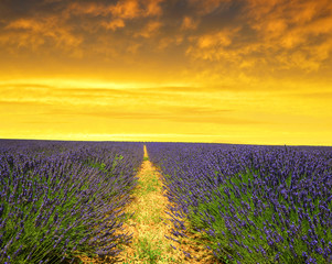 Lavender flower blooming scented fields at sunset
