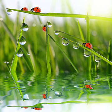 Fresh morning dew on green grass and ladybirds