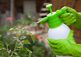 Spraying tomatos plants