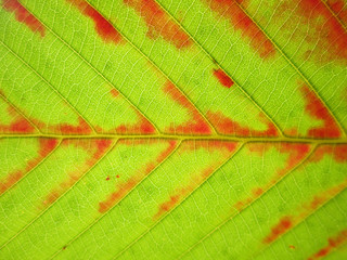 close up pattern of grunge green leaf ( Dipterocarpus alatus )
