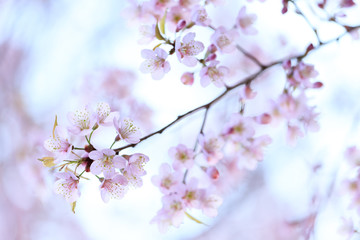 Sakura in de winter, lente bloeiende kersenbloesem tak
