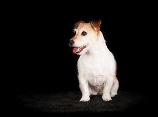 Jack Russell Terrier en studio