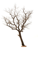 Fototapeta na wymiar Dead tree isolated with white background
