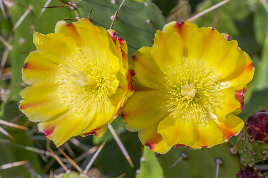 Cactus-Raquette Images  Browse 8 Stock Photos, Vectors, and Video | Adobe  Stock