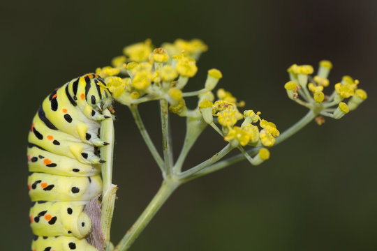 Oruga verde aliment&aacute;ndose