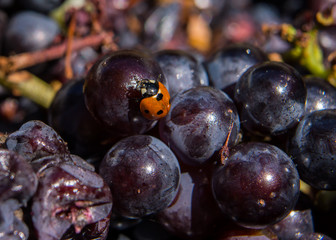 coccinelle sur le raisin