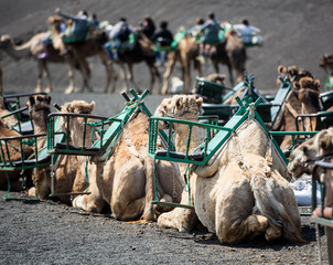 camel rests