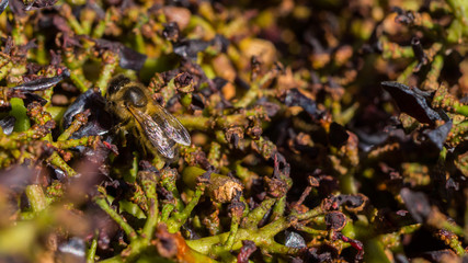 Abeille sur le raisin