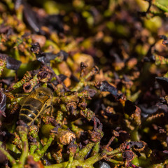 Abeille sur le raisin