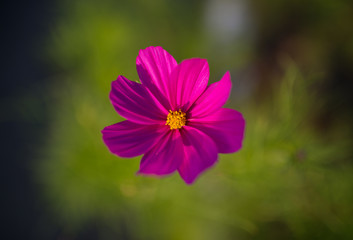 Obraz premium Cosmos flower. Selective focus with super shallow depth of field.