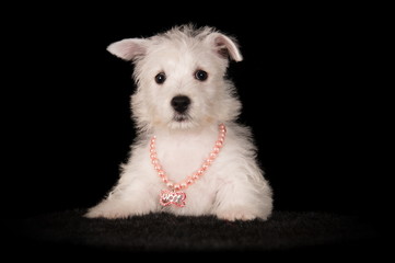 West Highland White Terrier