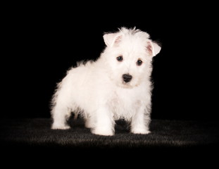 West Highland White Terrier