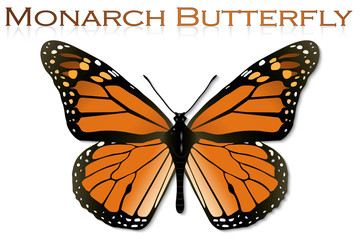 Monarch Butterfly - obrazy, fototapety, plakaty