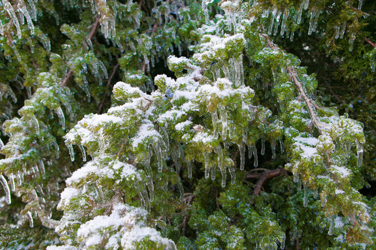 Ice Storm