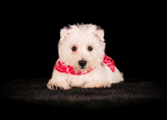 West Highland White Terrier en studio