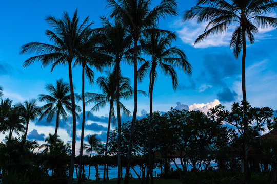 Palmen vor blauem Himmel in Koh Samui