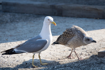 seagulls