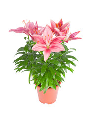 Pink lily in flowerpot isolated on white background