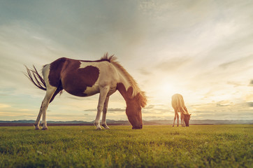 Horses on the field grass with sunset vintage tone