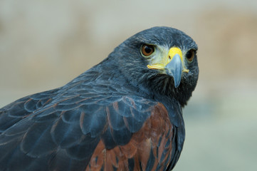 Lo sguardo del rapace