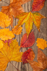 Dry autumn leaves on old plank