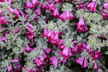 Purple lilac flowers background