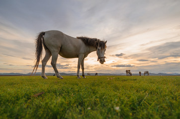 Horses on the field grass with sunset