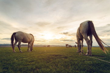 Fototapeta na wymiar Horses on the field grass with sunset vintage tone