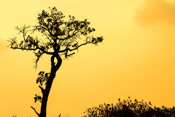 eautiful landscape image with trees silhouette at sunset
