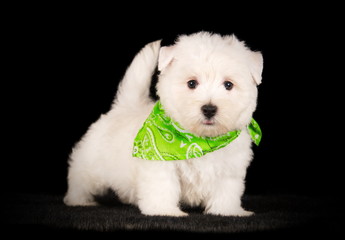 West Highland White Terrier en studio