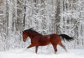 Quarter horse gelding running in sunlight in new fallen snow